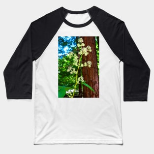 Muir Woods Study 2 Baseball T-Shirt